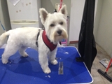 Buddys Dog Grooming Maghull