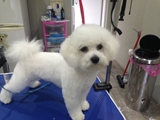 Buddys Dog Grooming Maghull