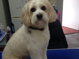 Buddys Dog Grooming Maghull