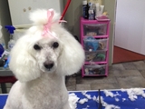 Buddys Dog Grooming Maghull