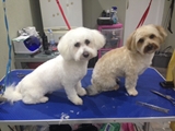 Buddys Dog Grooming Maghull