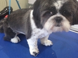 Buddys Dog Grooming Maghull