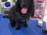 Buddys Dog Grooming Maghull