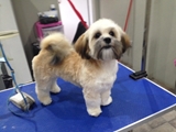 Buddys Dog Grooming Maghull