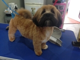 Buddys Dog Grooming Maghull