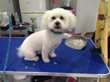 Buddys Dog Grooming Maghull