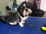 Buddys Dog Grooming Maghull