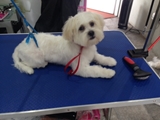 Buddys Dog Grooming Maghull