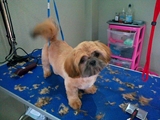 Buddy's Dog House